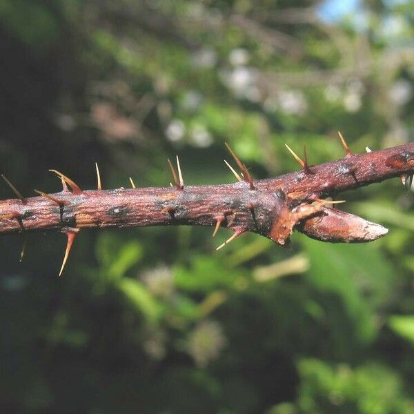 Rubus allegheniensis Φλοιός