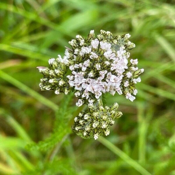 Achillea millefolium പുഷ്പം