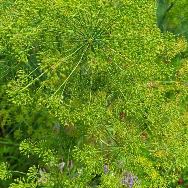 Foeniculum vulgare Flower