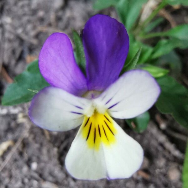 Viola tricolor ফুল