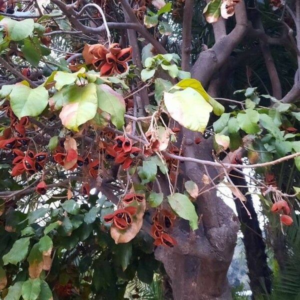 Sterculia monosperma 葉