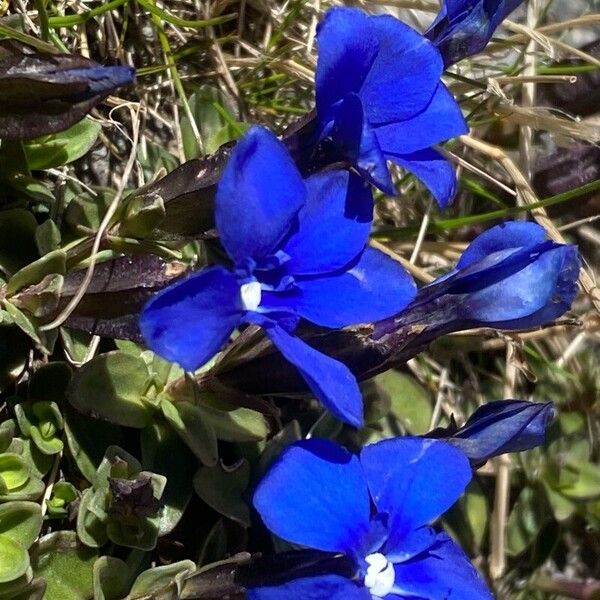 Gentiana brachyphylla Kukka