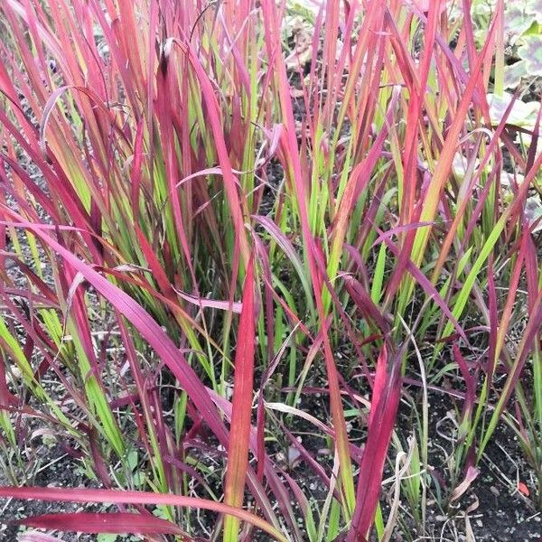 Imperata cylindrica Fulla