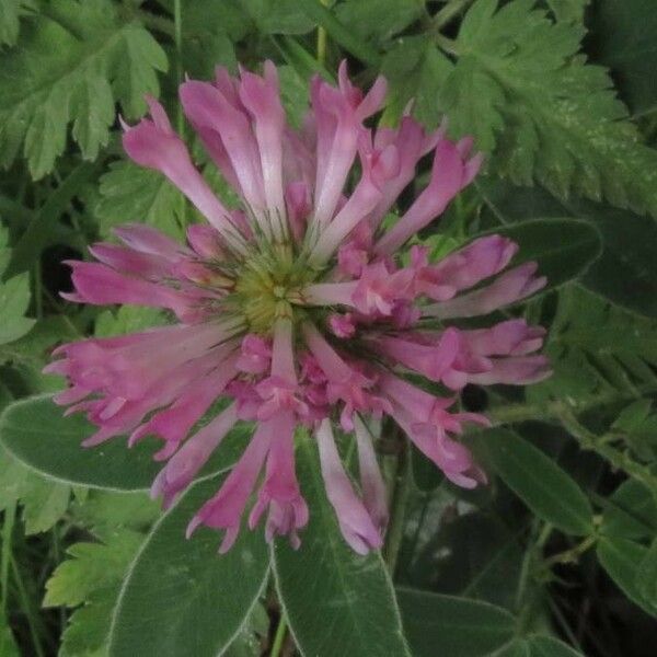 Trifolium medium Fiore