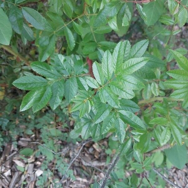Rosa nitida Leaf