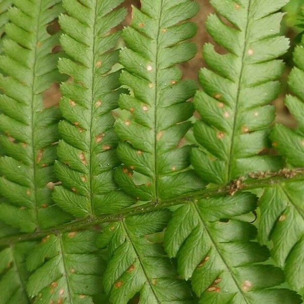 Dryopteris filix-mas List