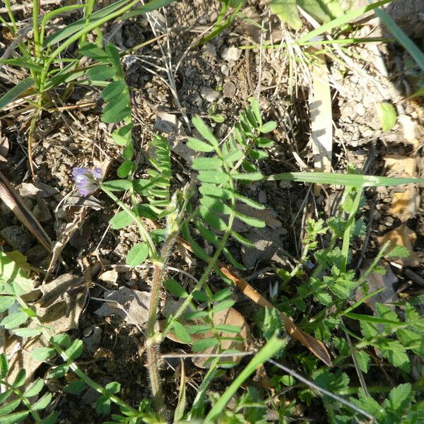 Astragalus pelecinus Habitus