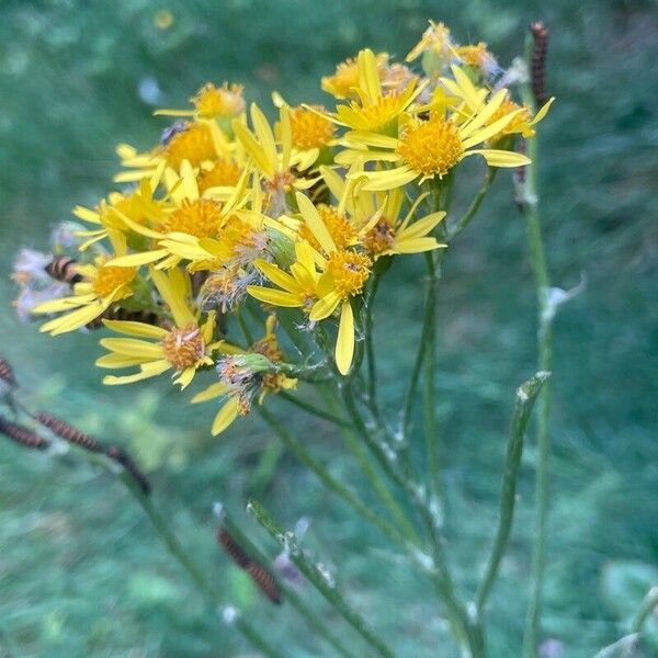 Jacobaea vulgaris Flower