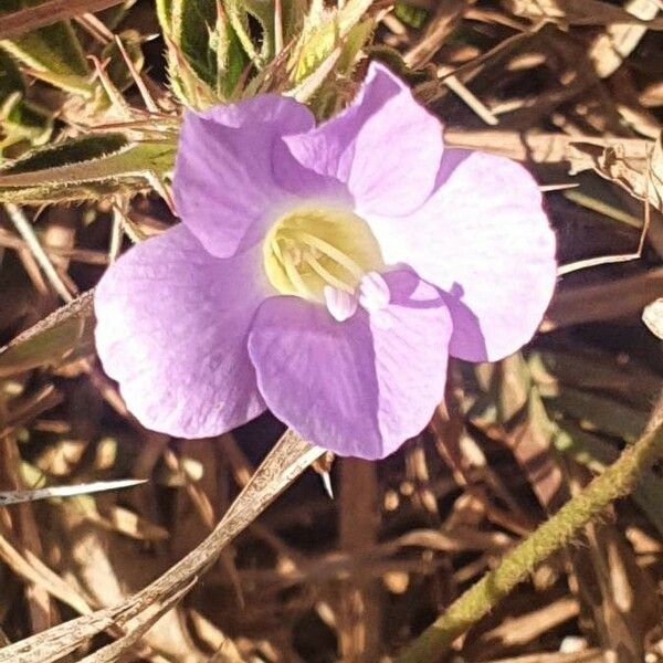 Barleria delamerei Blomma