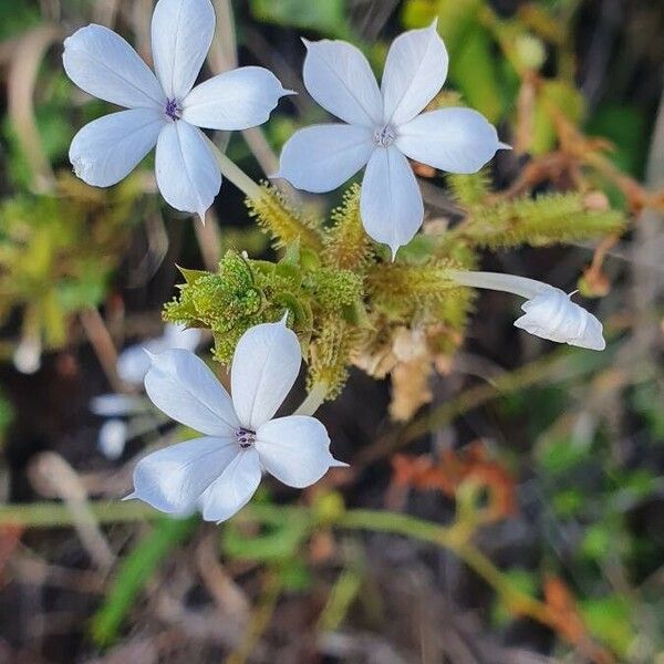 Plumbago zeylanica Flor