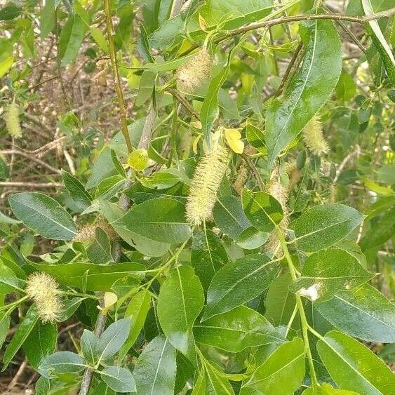 Salix pentandra Cvet