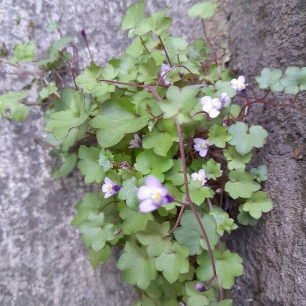 Cymbalaria muralis आदत