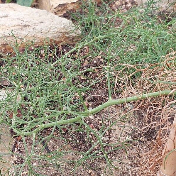 Bowiea volubilis Leaf