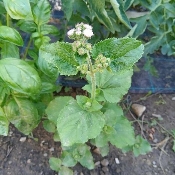 Ageratum conyzoides Alia