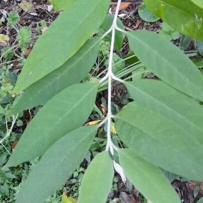 Buddleja madagascariensis Blad