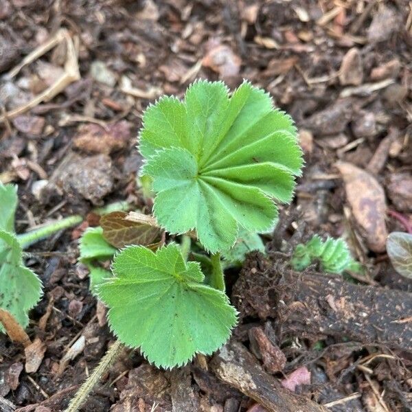 Alchemilla acutiloba Лист