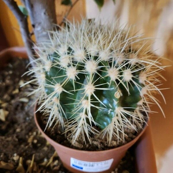 Echinocactus grusonii Levél