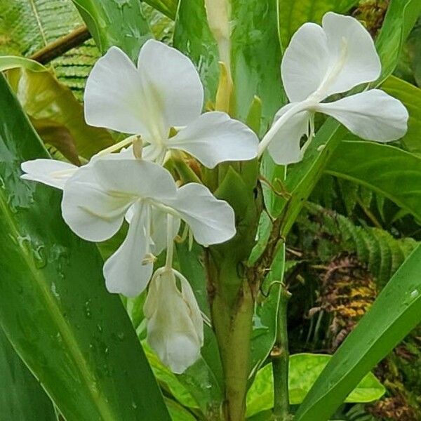 Hedychium coronarium Blomma