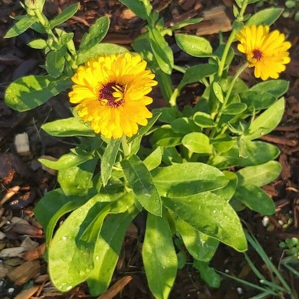 Calendula officinalis Хабит