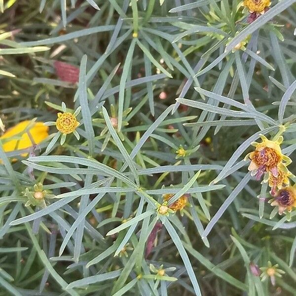 Coreopsis verticillata Fuelha