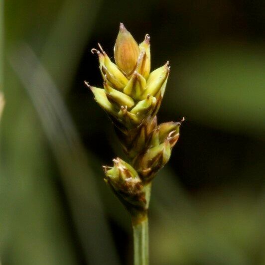 Carex heleonastes Fruit