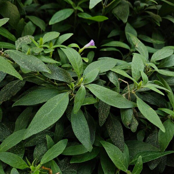 Ruellia humilis Habit