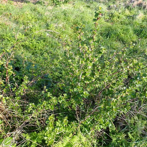 Ribes uva-crispa Plante entière