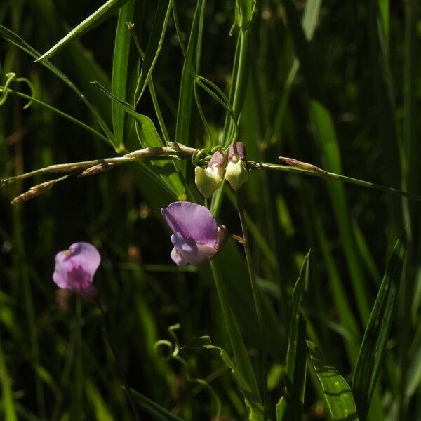 Lathyrus palustris Fleur