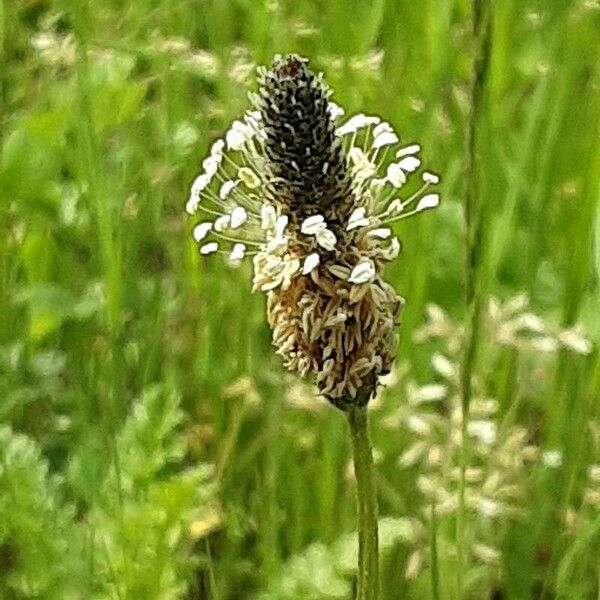 Plantago argentea Fiore