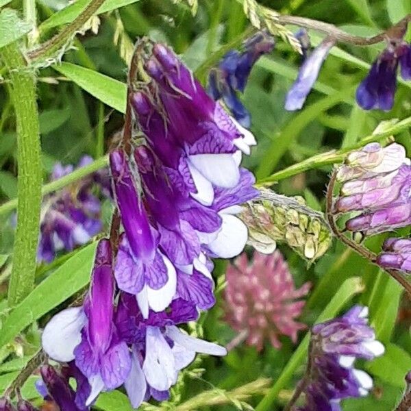 Vicia villosa Blomma