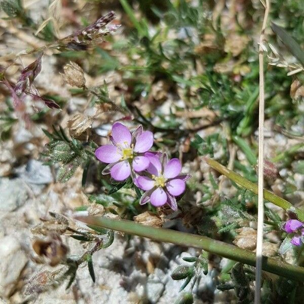 Spergularia rubra Kukka