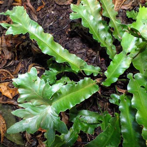 Asplenium scolopendrium Lapas