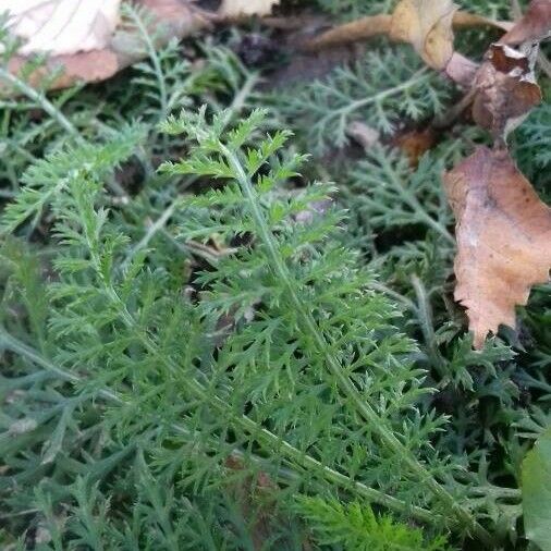 Achillea odorata Folha