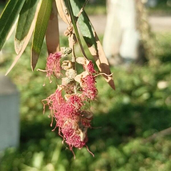 Melaleuca rugulosa 花