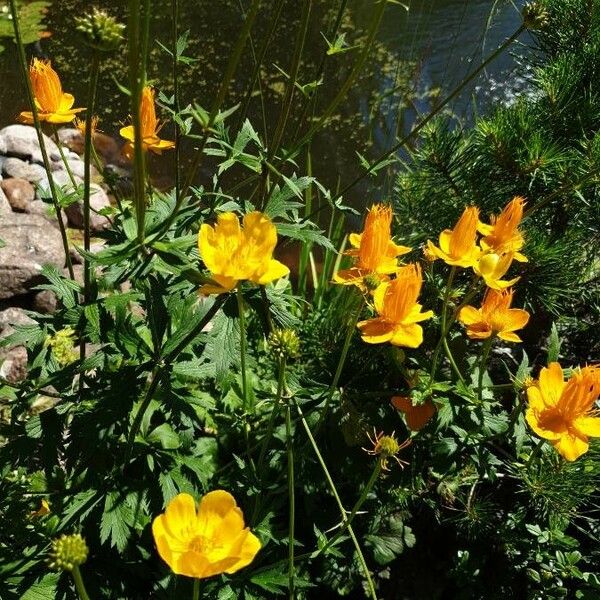 Trollius chinensis Çiçek