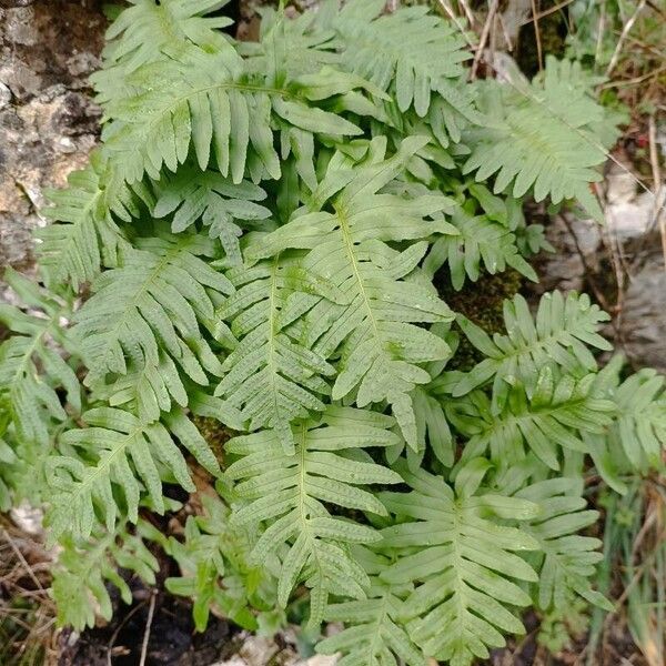 Polypodium cambricum Leaf