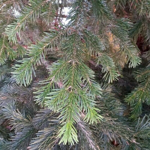 Abies nordmanniana Folha