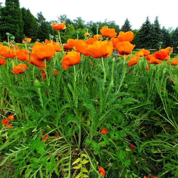 Papaver orientale Habit