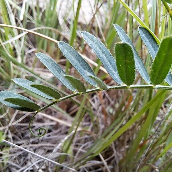 Vicia onobrychioides Blatt