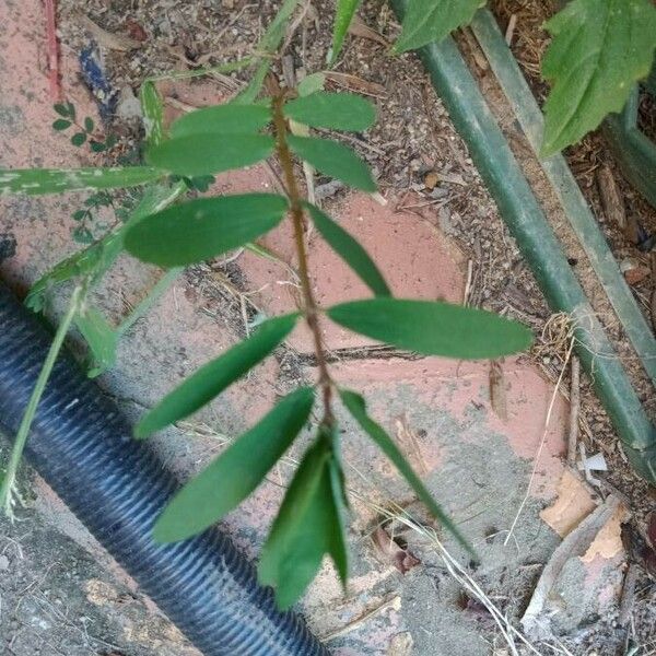 Euphorbia nutans Fulla