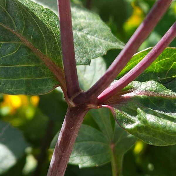 Dahlia coccinea Bark