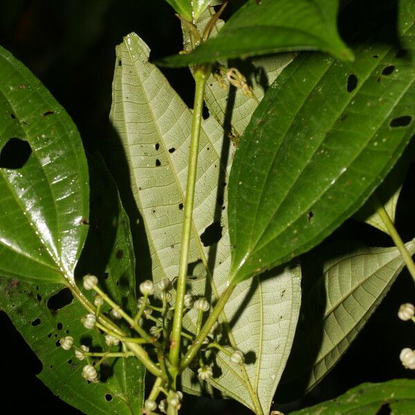 Miconia rubescens Cvet