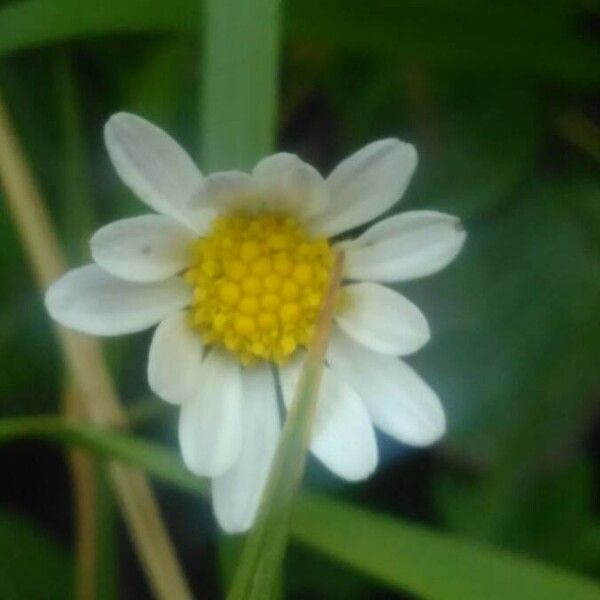 Bellium bellidioides Blüte