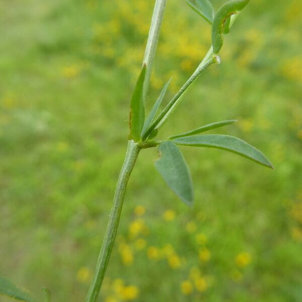 Lotus ornithopodioides Лист