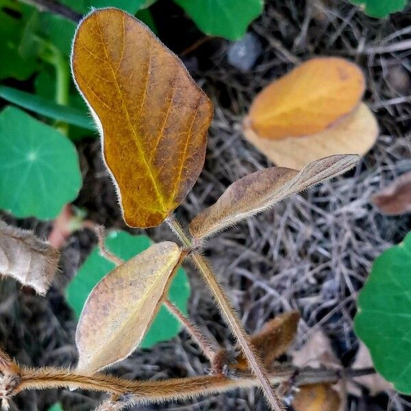 Glycine max Leaf