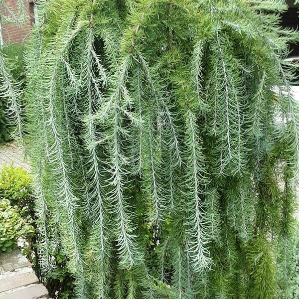 Larix kaempferi Foglia