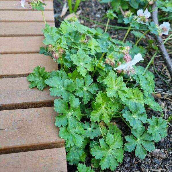 Geranium macrorrhizum Habitus