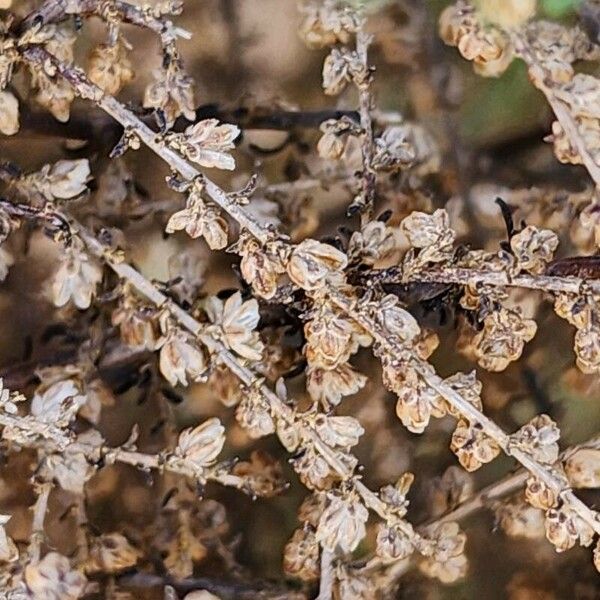 Artemisia scoparia Plod