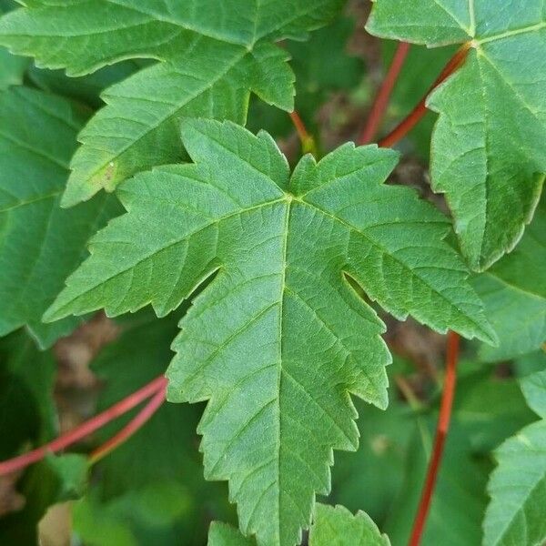 Acer glabrum Fuelha