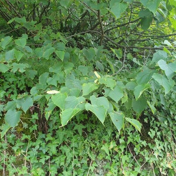 Tilia cordata Leaf